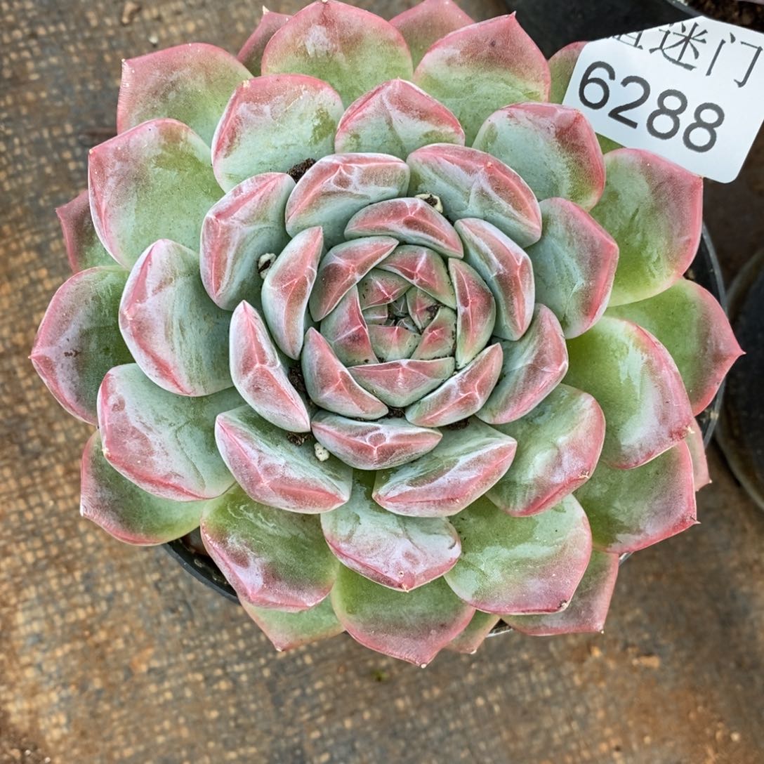 红***语杂交精品多肉6288~11厘米