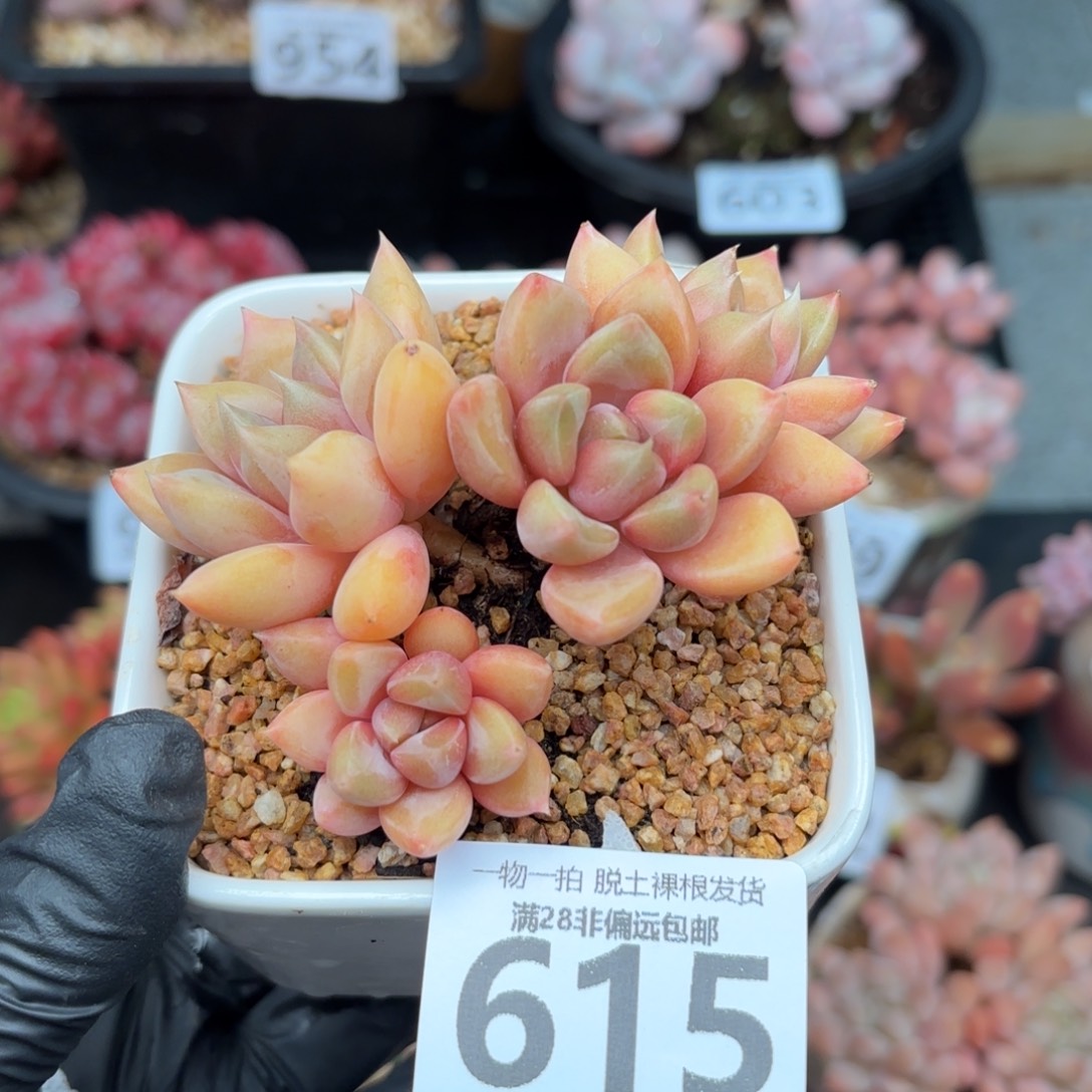 红象牙无盆土发货