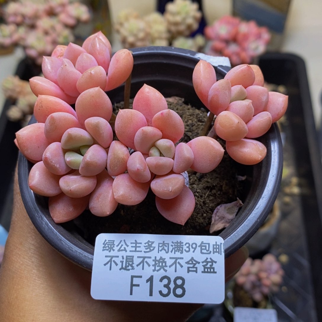 138粉桃花多肉6c m