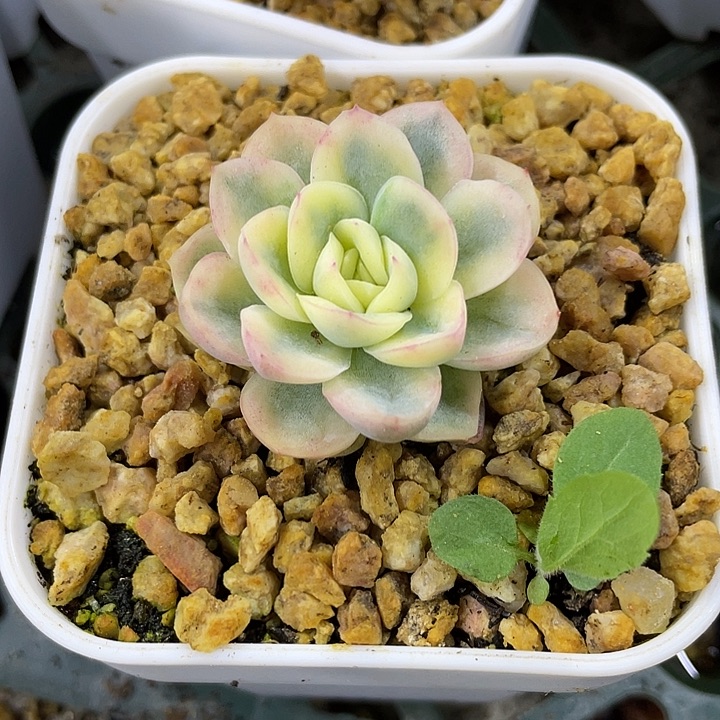 飘***零玥橙锦。锦龙一物一拍