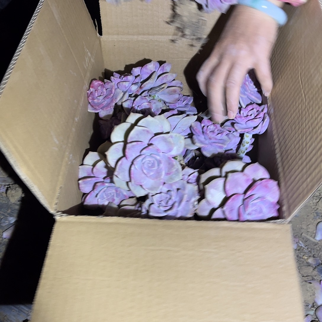 ****I67号紫乐断枝断头不售后