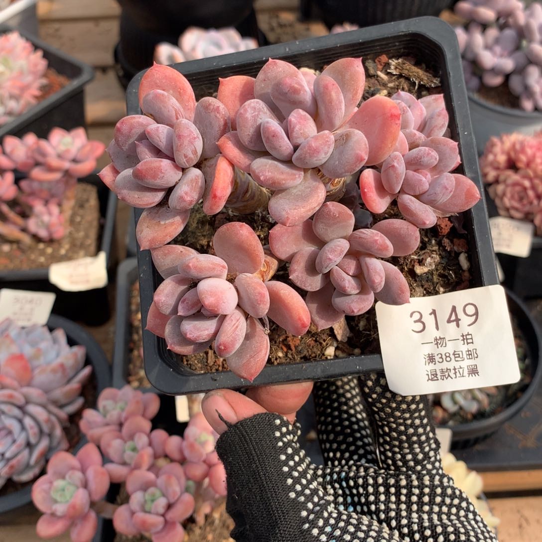 11厘米七头欧洲美人3149