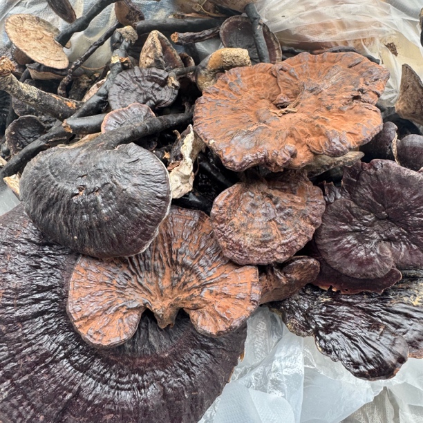 紫灵芝搭配麦冬深山天然可煲汤食用