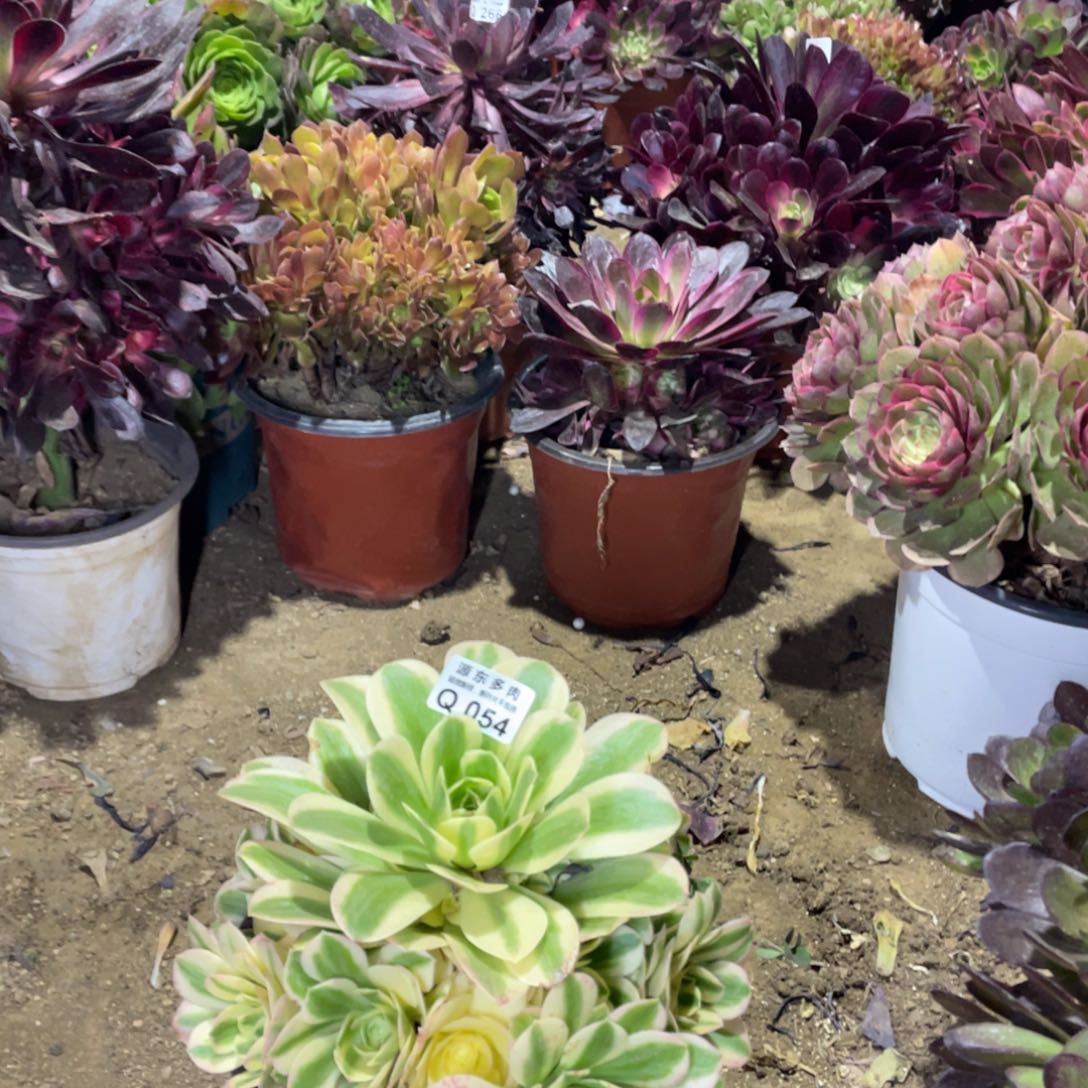 辛尼亚多肉法师断枝不包