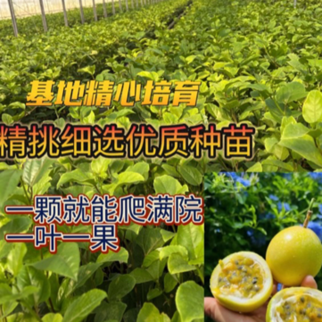 新品种纯甜九号黄金百香果嫁接苗爬藤四季结果阳台黄金百香果树苗