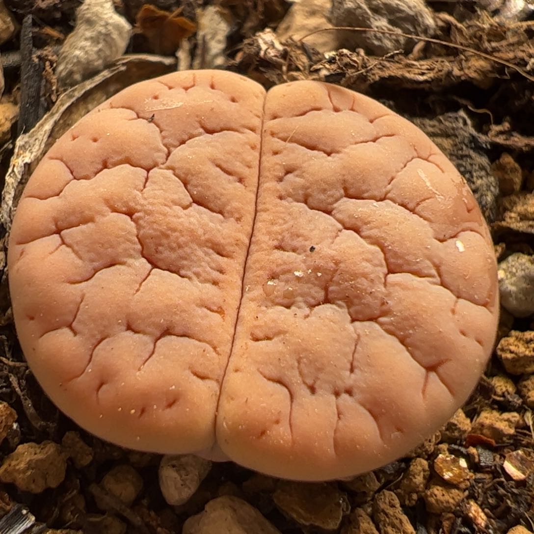 粉荒玉多肉植物百科