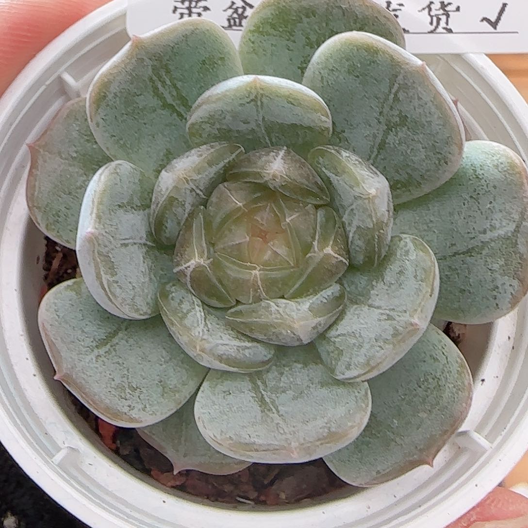 多肉0720-94白恋白恋