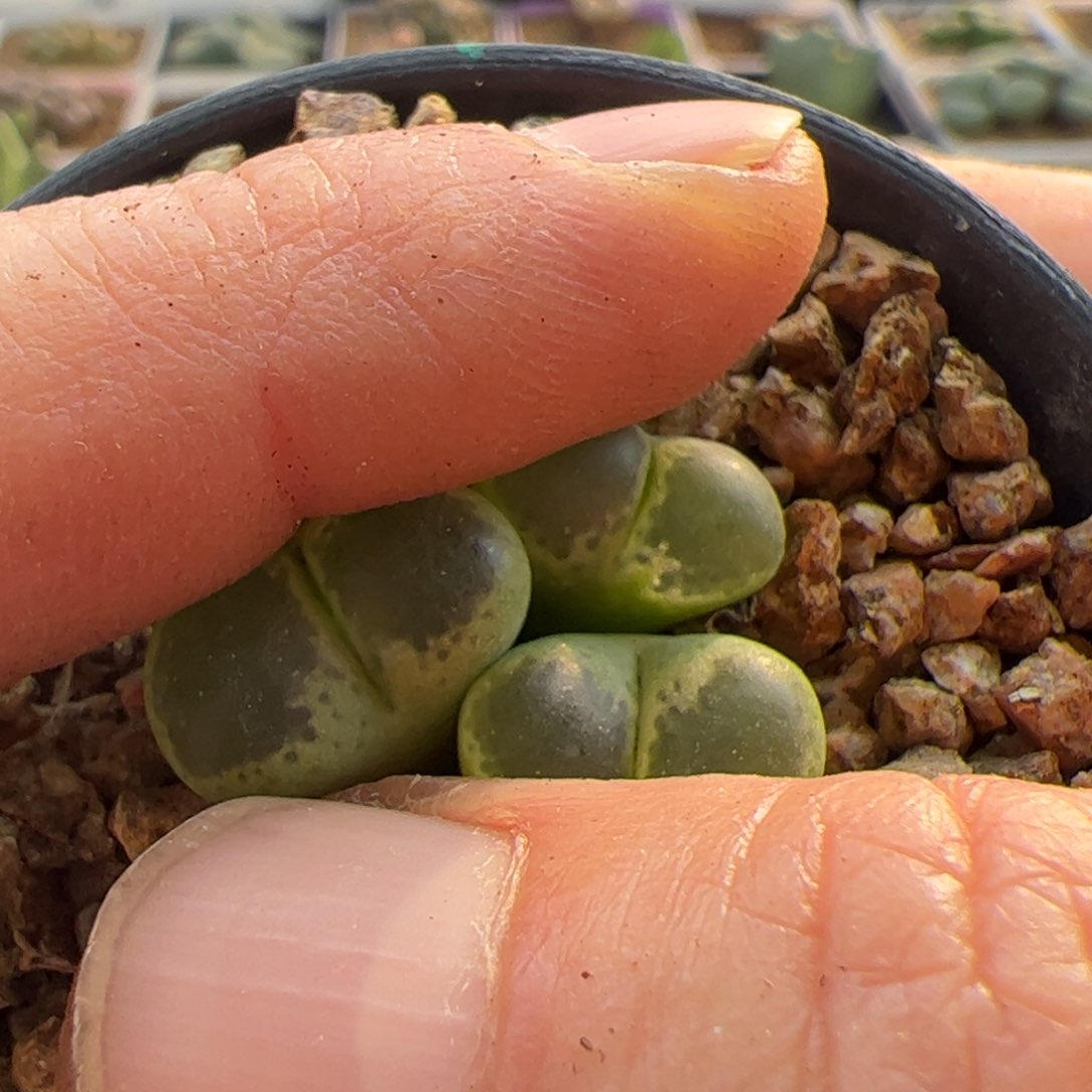 玄***鱼23142大家初三快乐