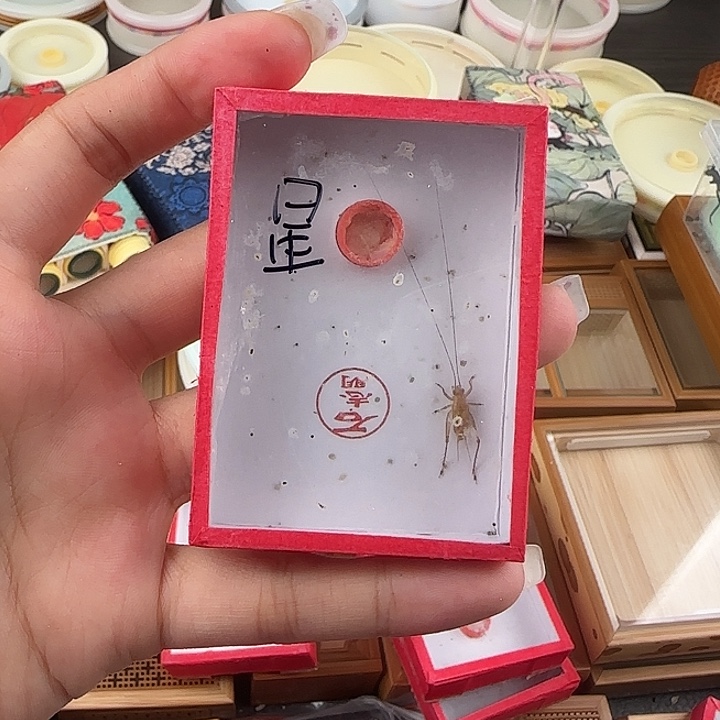 天***星蟋蟀星随单石志明大黄一只