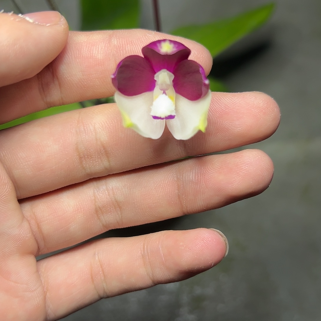 完全开放l398三寸ys1215