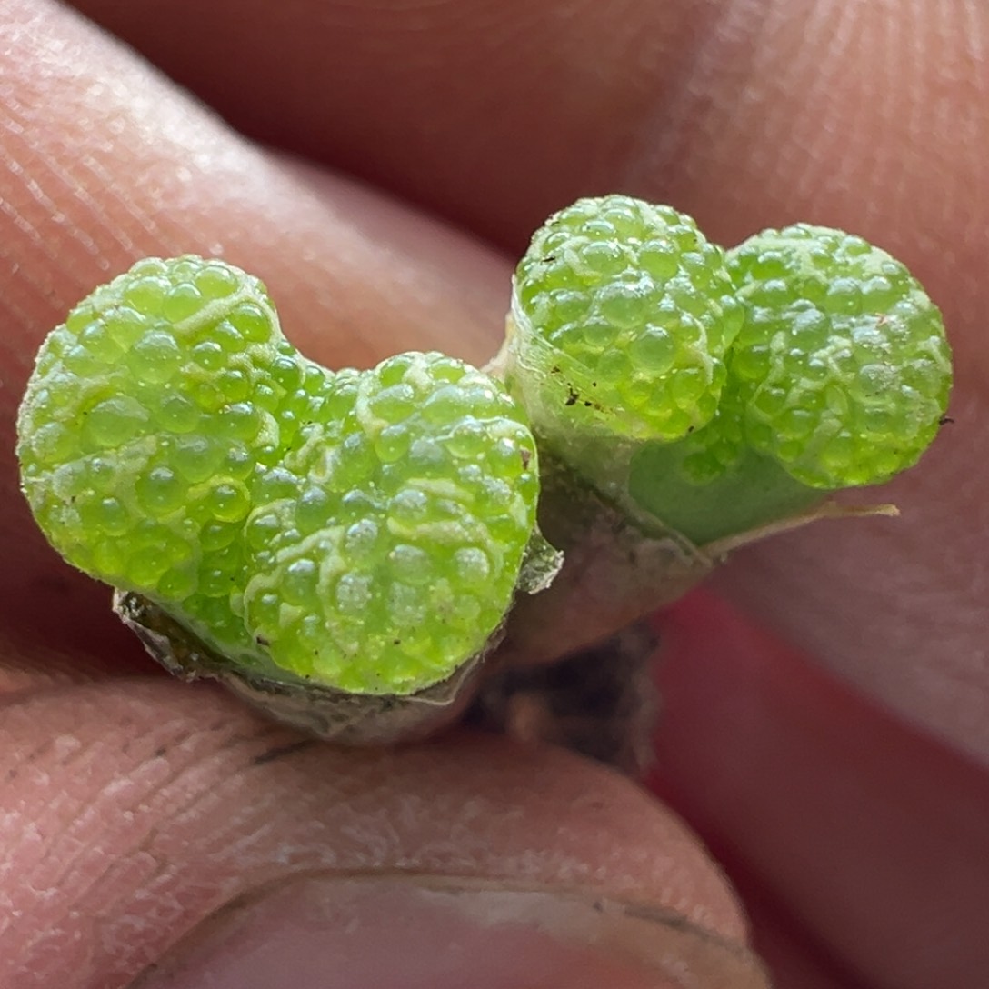 994青蛙优选10km全窗泡泡勋章