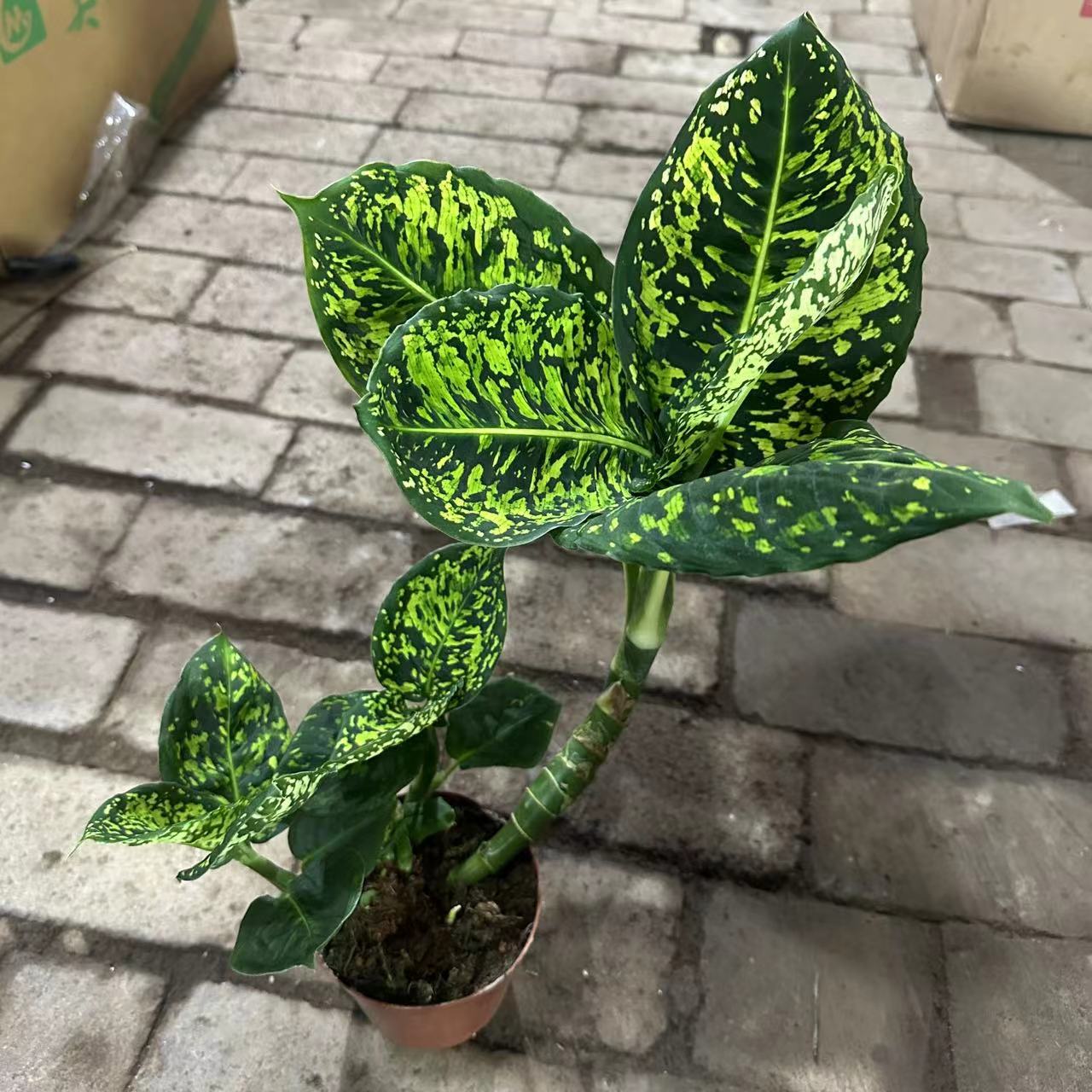 帝王万年青室内养护。