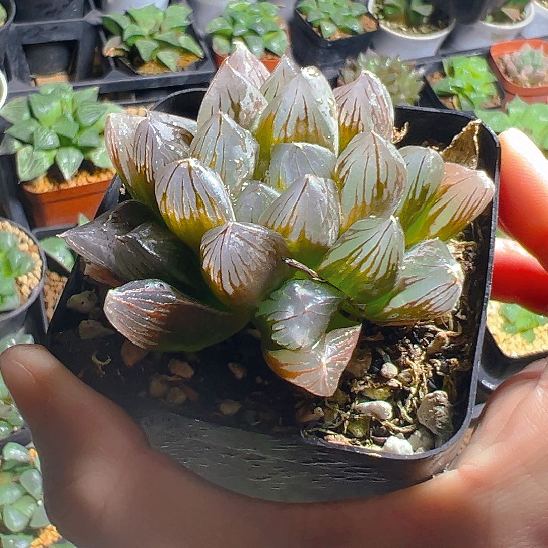 龙爪玉露多肉植物一颗