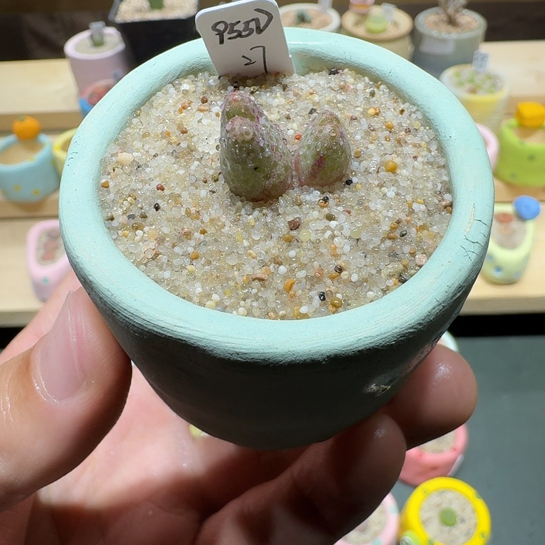 红陶蘑菇345斑马