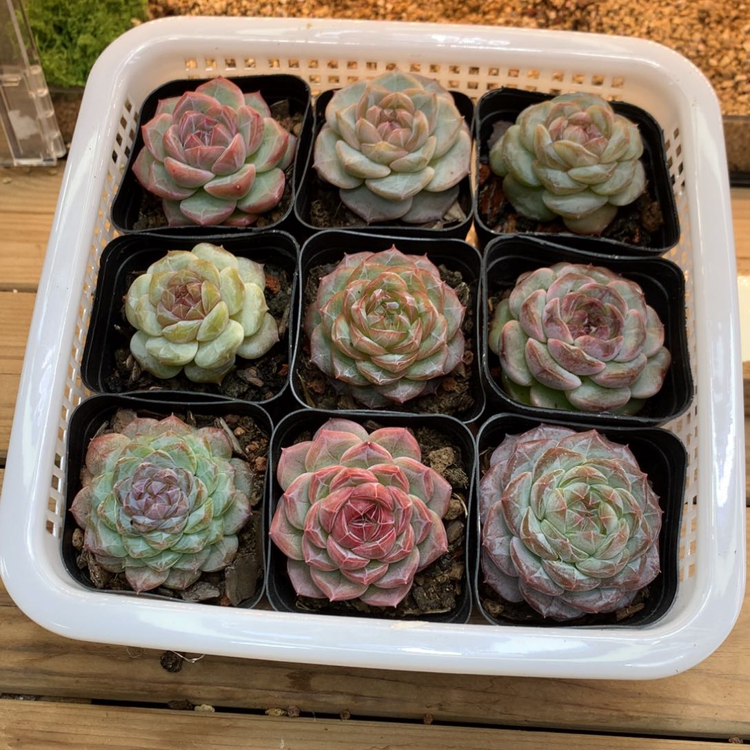 懒羊羊精品多肉一物一拍