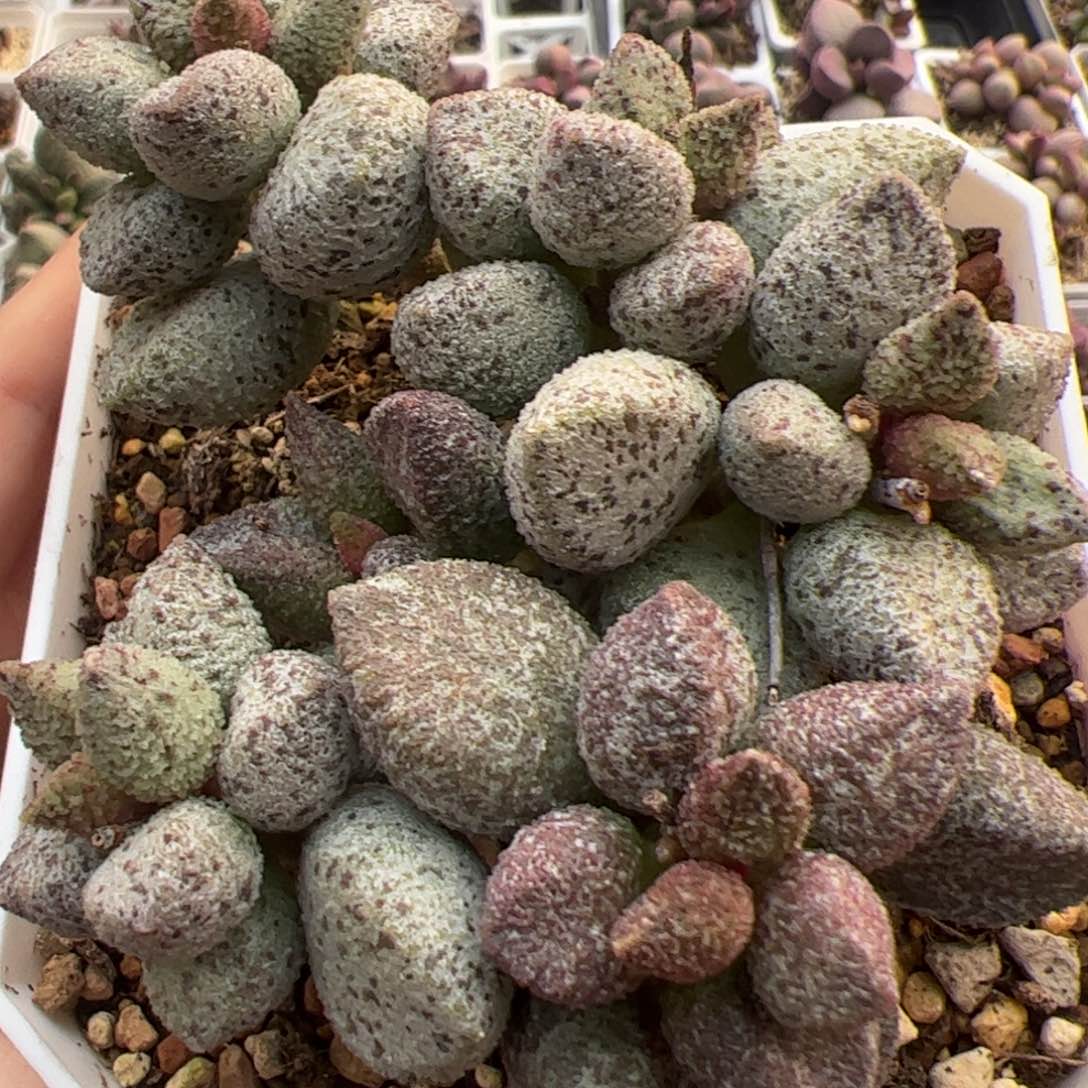 十方盆阴阳头实生老桩多肉植物水泡