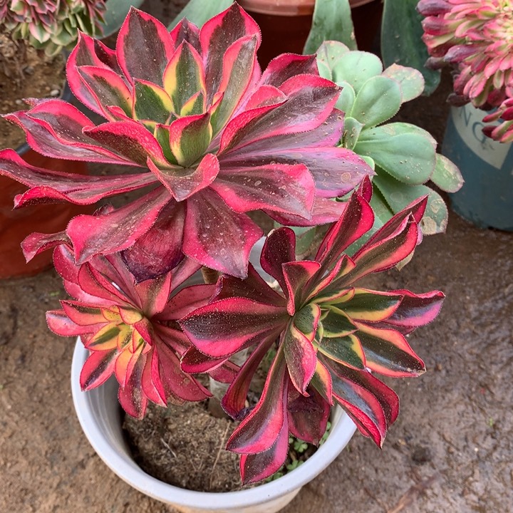 魅影老桩架接多肉植物