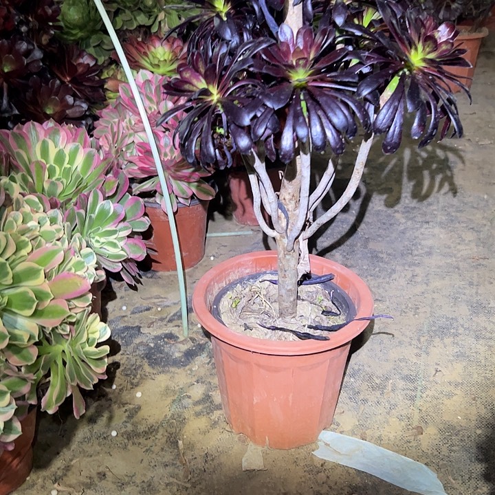 多肉法师植物链接710