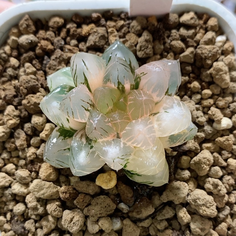 【闪购商品】9福利OM玉露锦