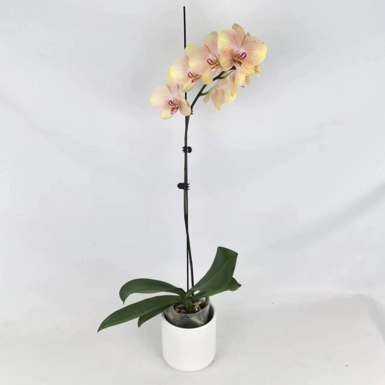 和成花卉【哈密瓜】花后苗带花发蝴蝶兰基地直发