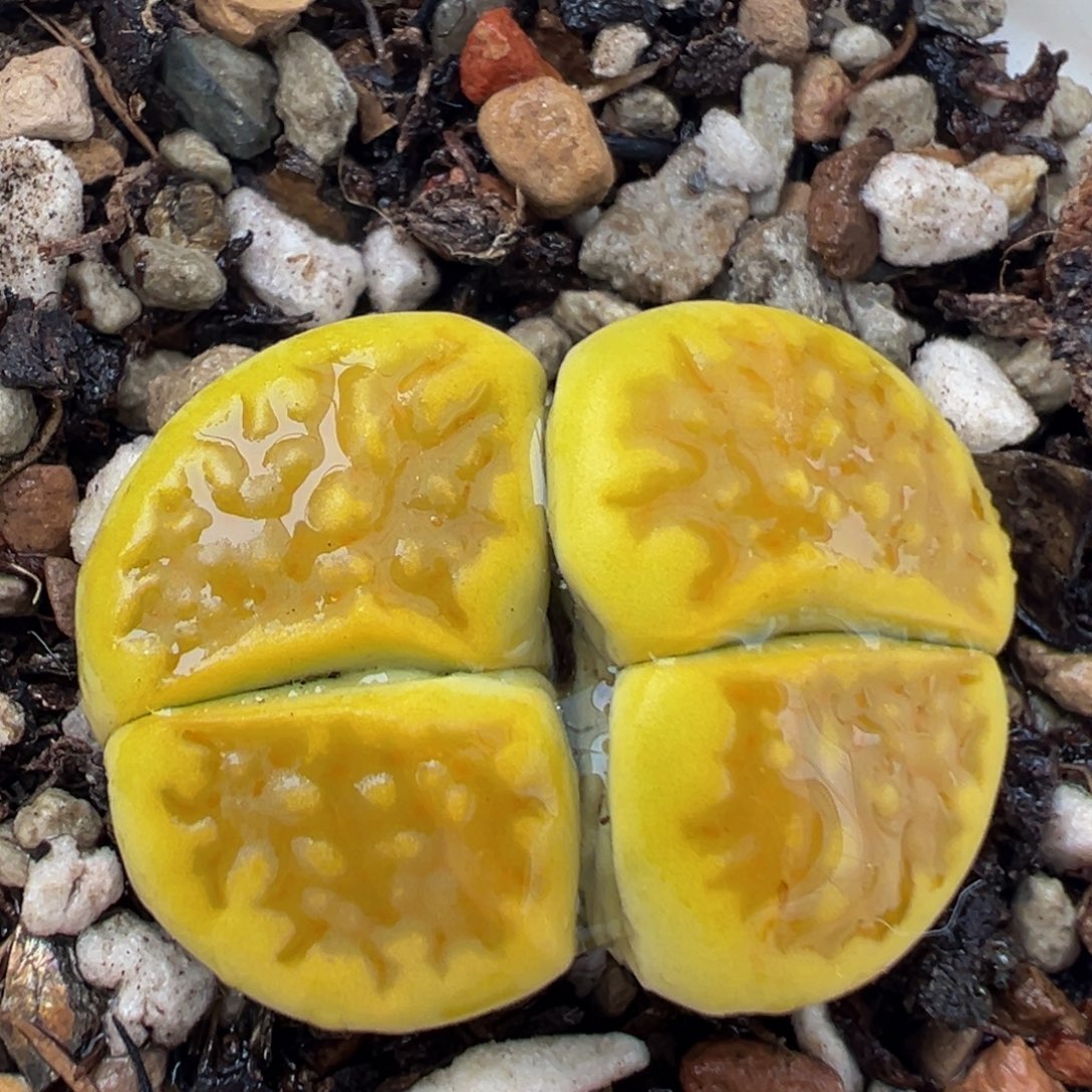 104多肉植物百科植物