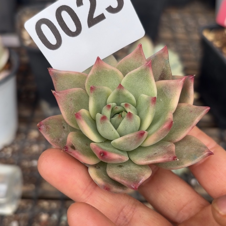 头盖锦无根多肉植物满18包邮当场凑单