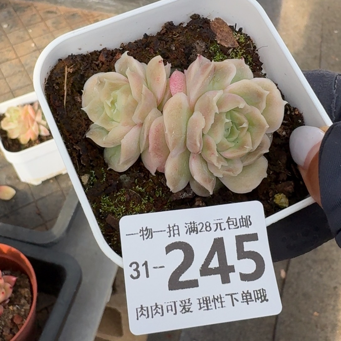 水晶虾饺无盆土发货无