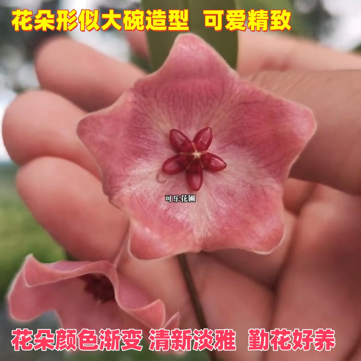 粉碗球兰爬藤花卉盆栽