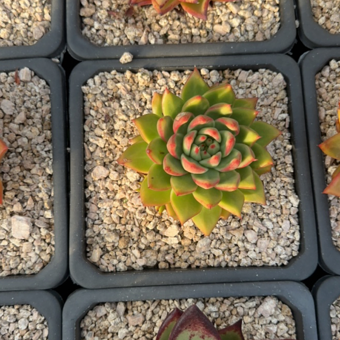 专拍链接非图片产品红女巫