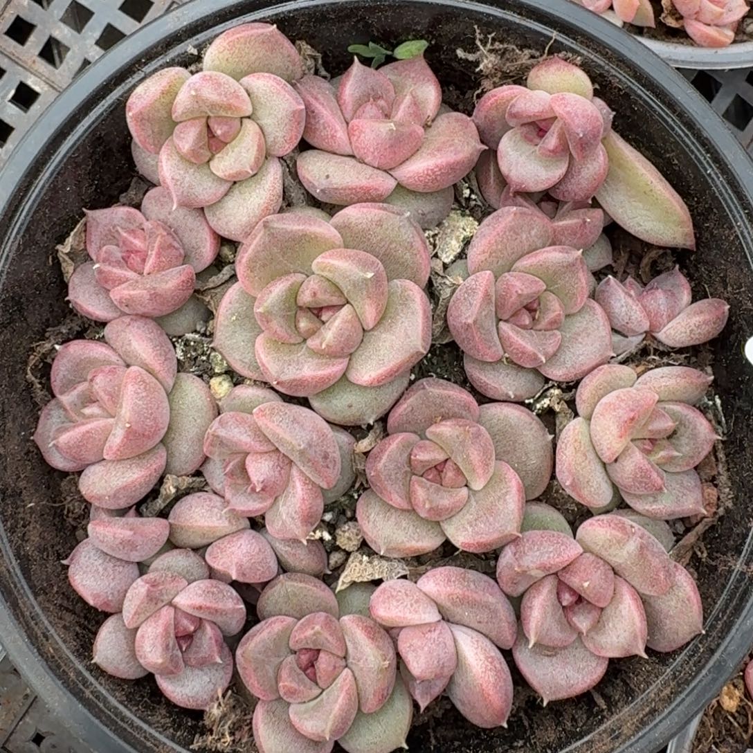 多肉植物多肉植物