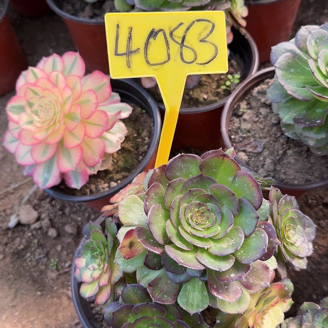 4083----海王七彩多头