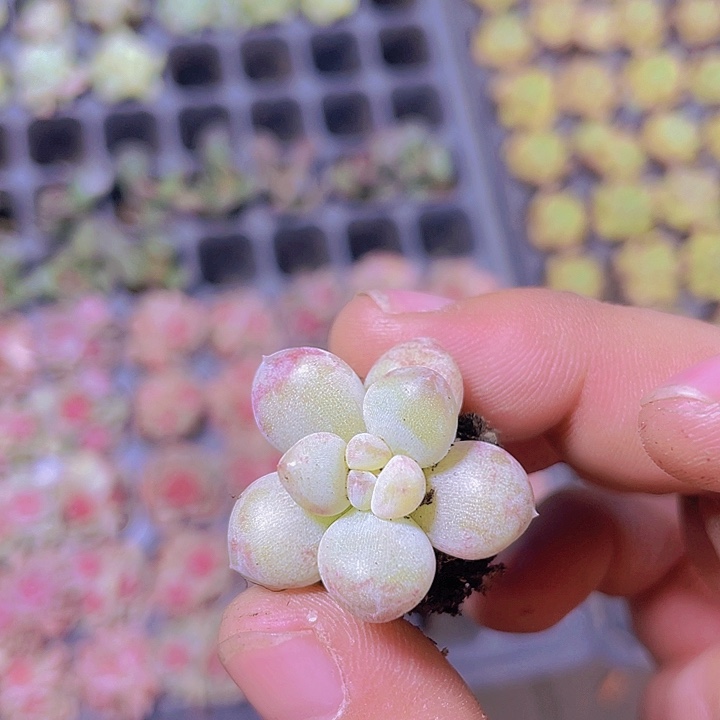 冰菩提【满10颗包邮】