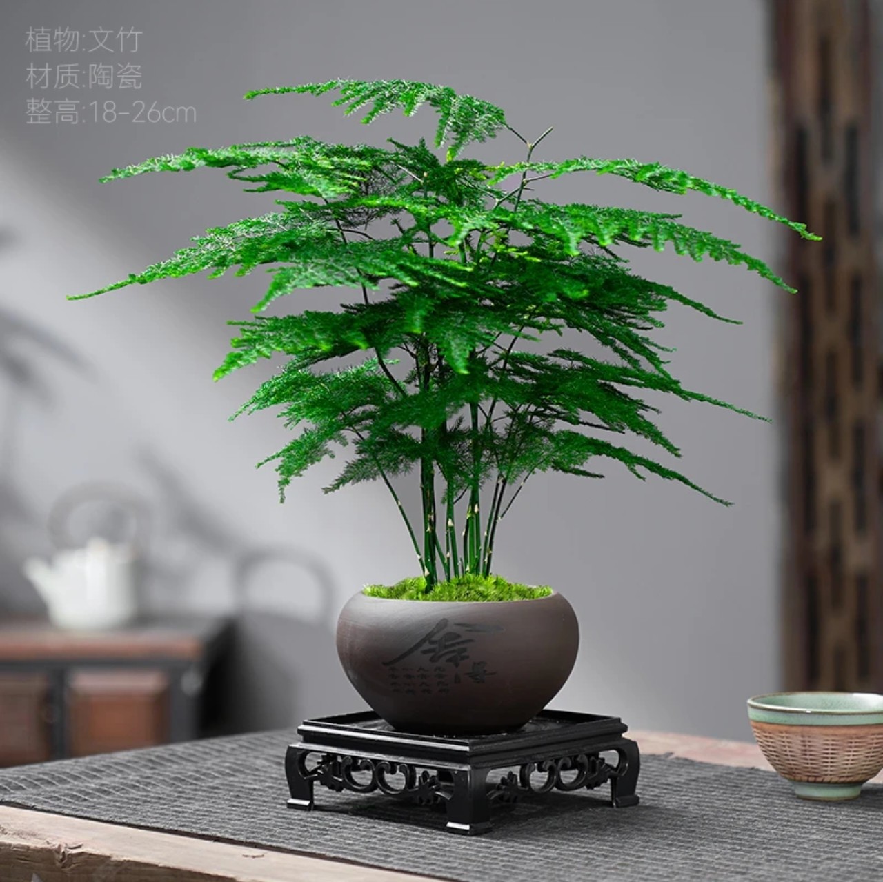 舍得精品文竹盆栽植物室内净化空气办公室绿植花卉盆栽盆景小盆栽