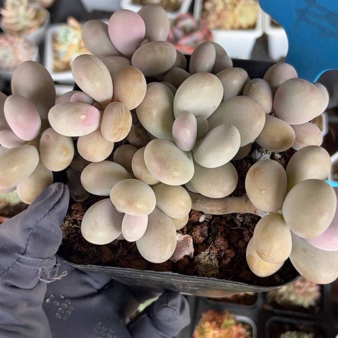 935桃蛋多肉植物保护^_^