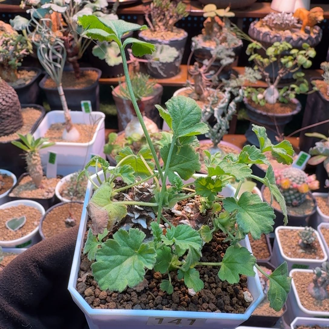 松果洋葵141 仙人球