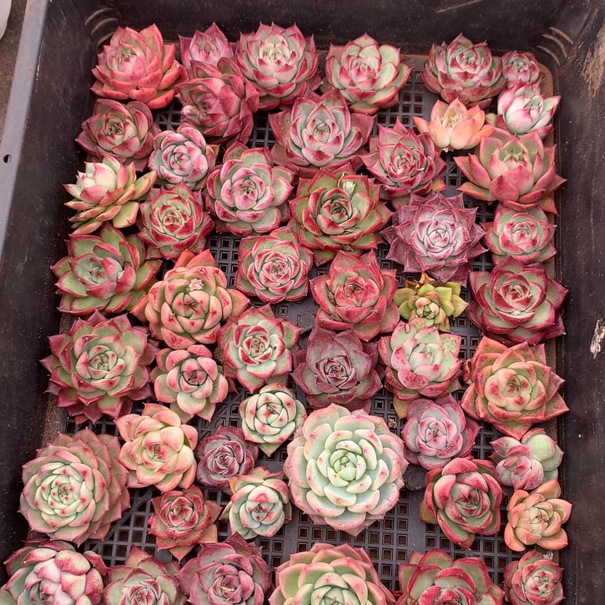 【闪购商品】云309号一筐40颗