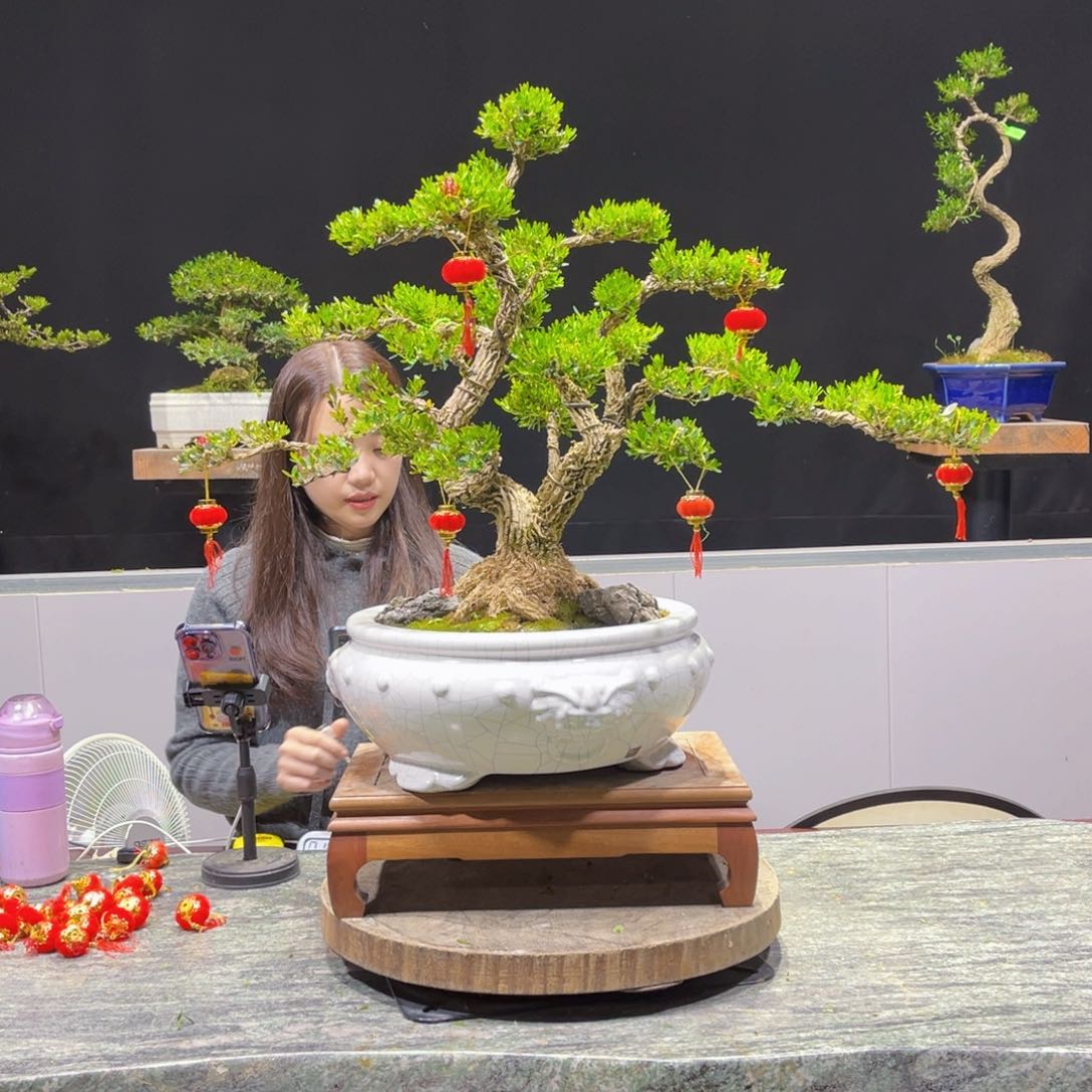 四季常青老桩黄杨盆景