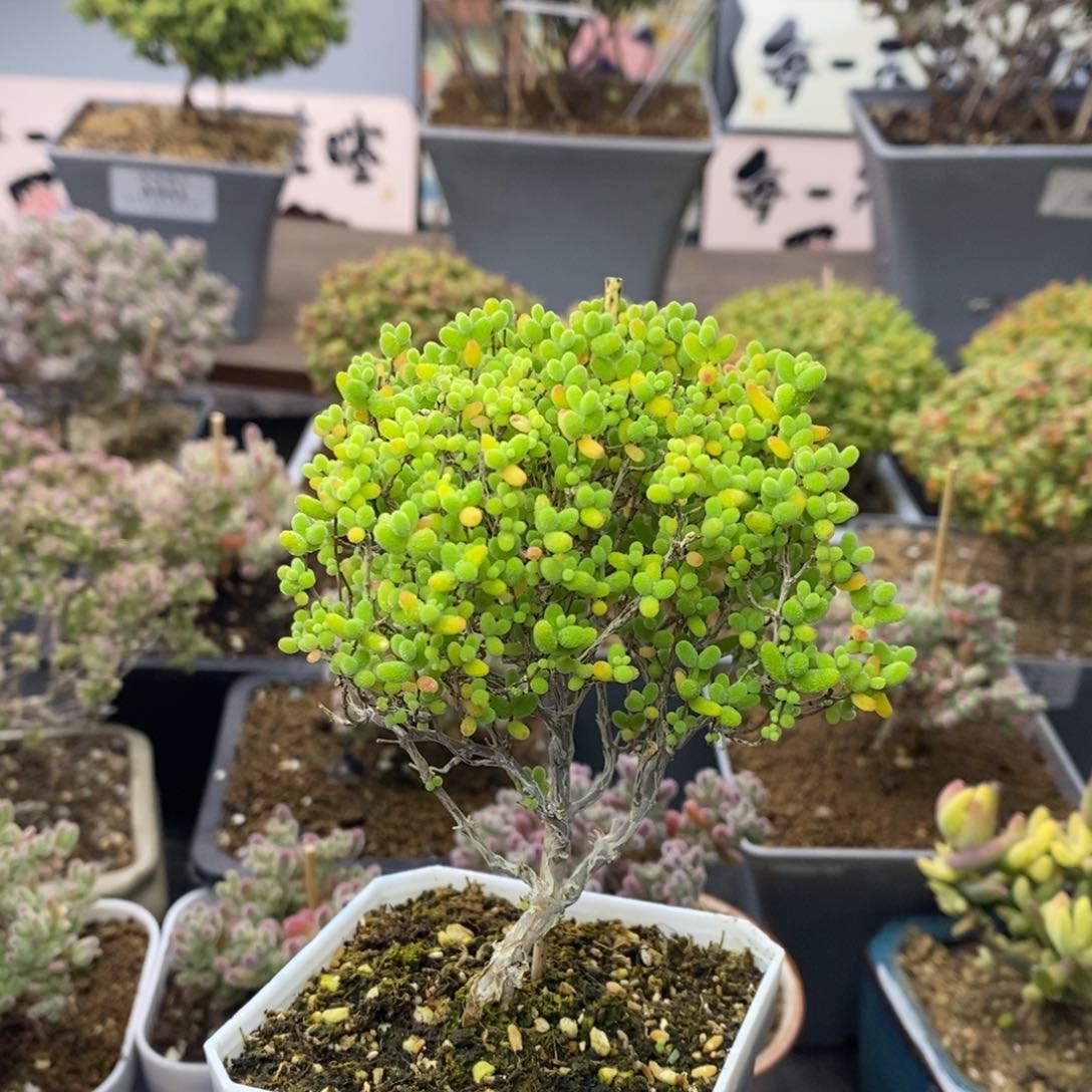 978蜜橘糖球枝干番杏