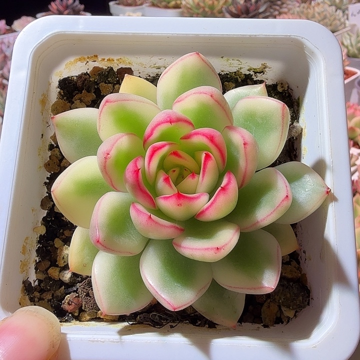 阿斯那锦多肉植物