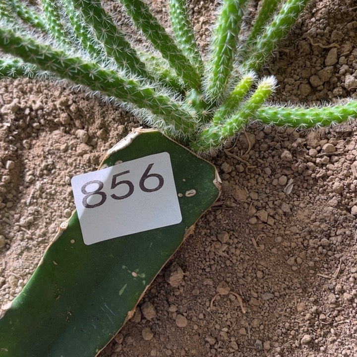 开***乐垂吊鼠尾紫色^_^856