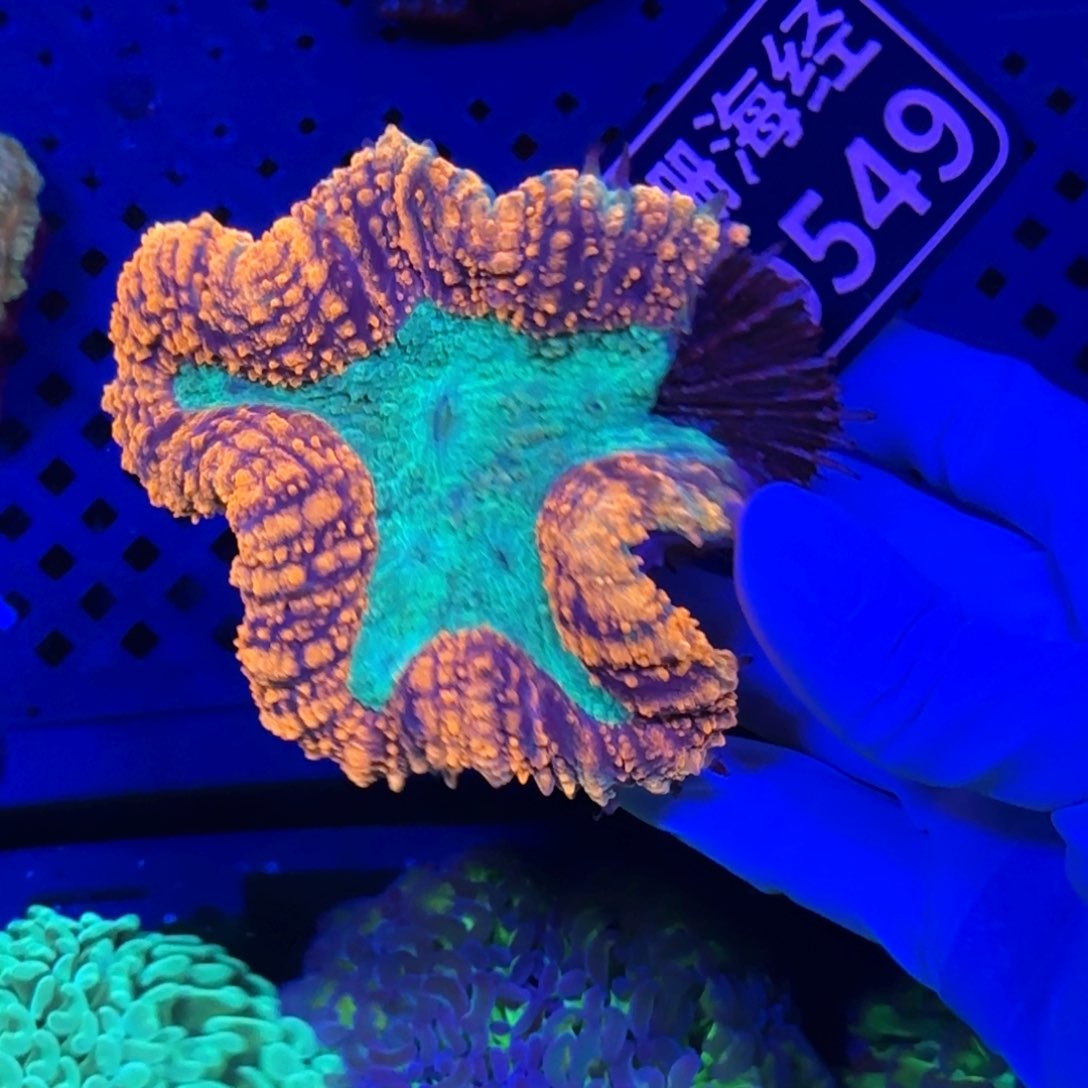 十****纽扣珊瑚又又不包邮露骨彩刺脑D549