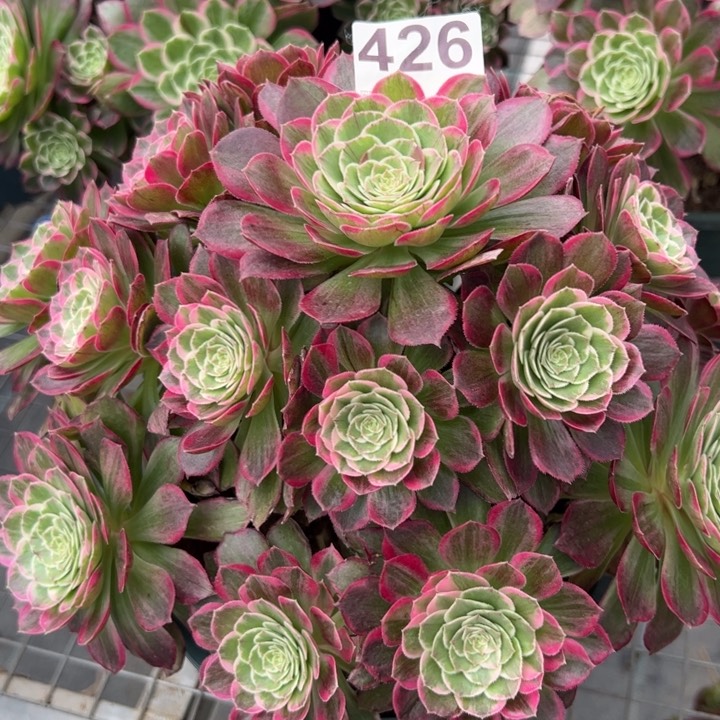 426莲花25厘米左右