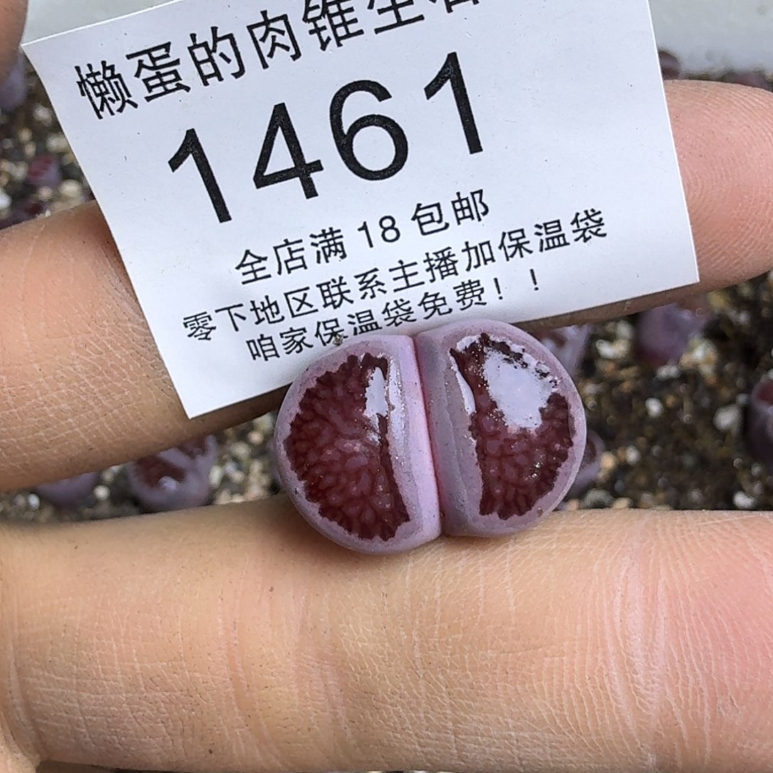 1461 哈哈哈哈哈哈哈哈哈