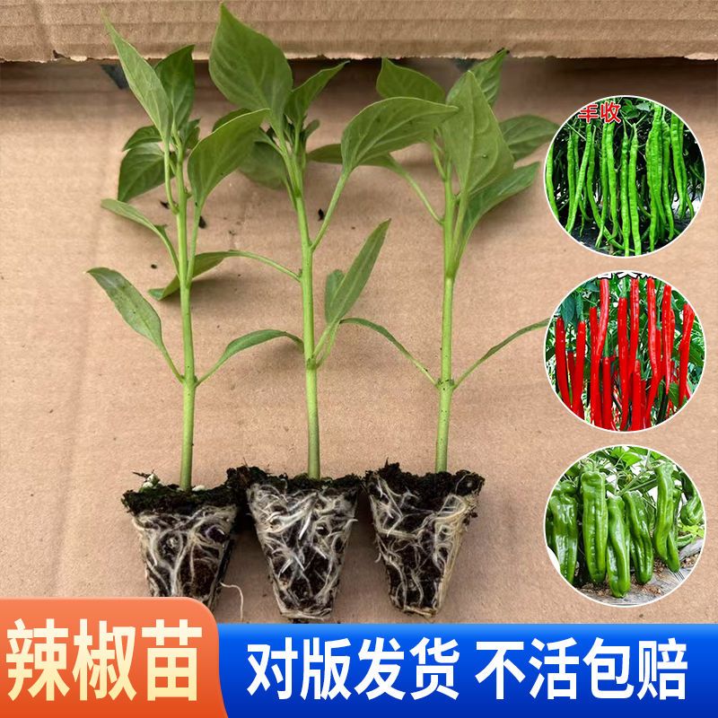 辣椒苗高产蔬菜苗薄皮椒苗长线椒苗螺丝椒苗朝天椒苗牛角椒苗四季