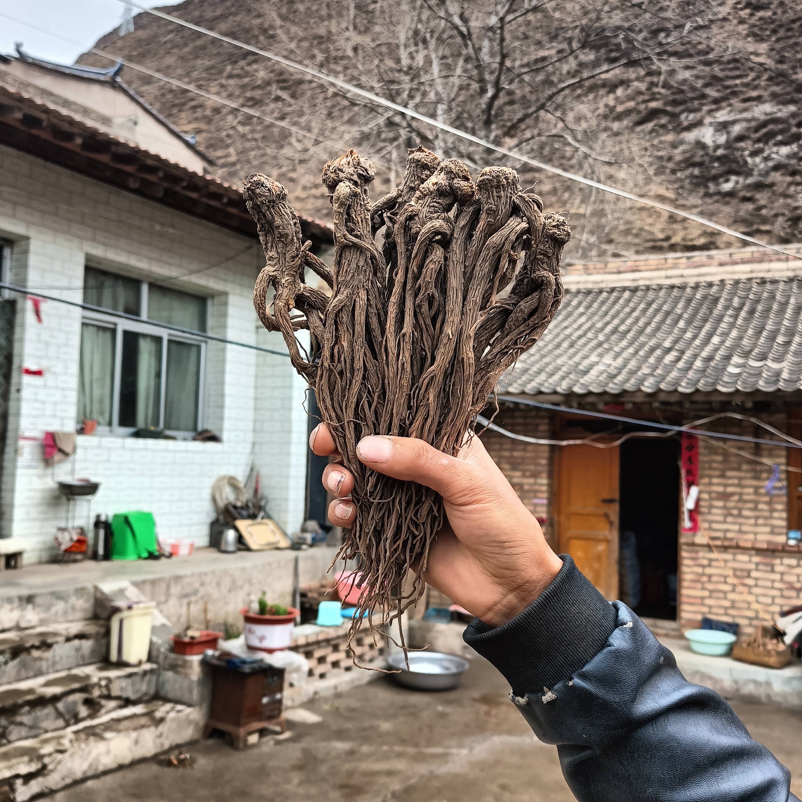 甘肃岷县原产地药当归小条整根无硫熏可炖汤补气血250g—500g包邮