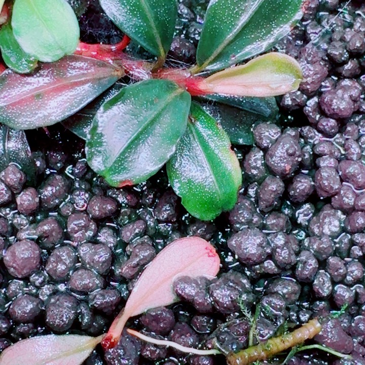 无花朵福利42号福利价植物一头