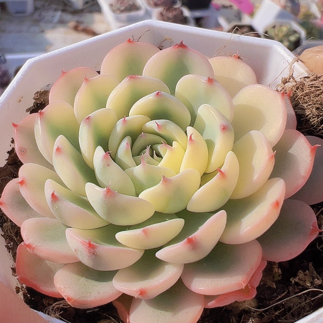 姬莲锦19包邮多肉植物