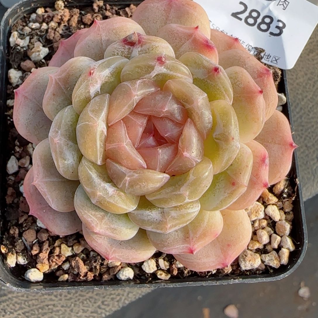 粉心白恋，2883多肉