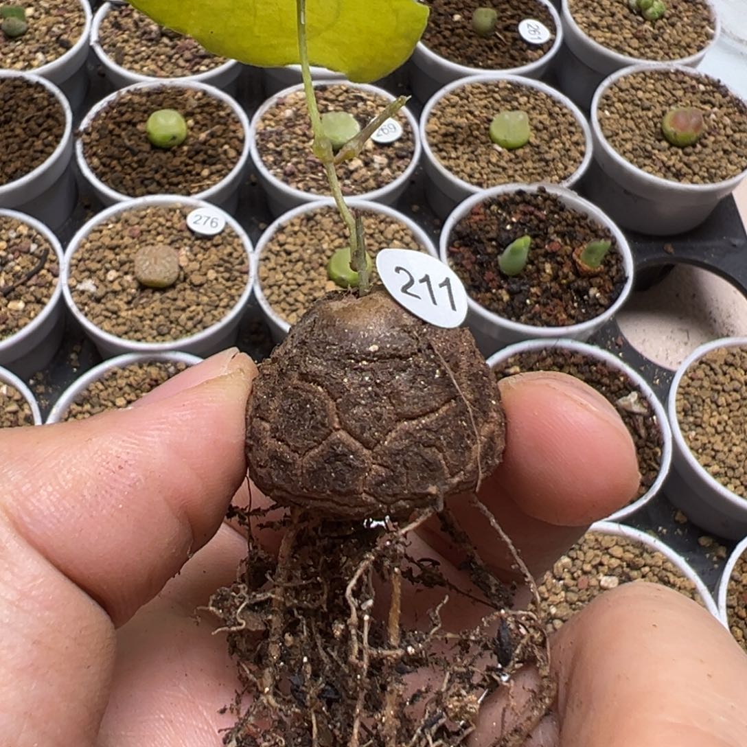 龟甲龙2.5cm一颗脱土211