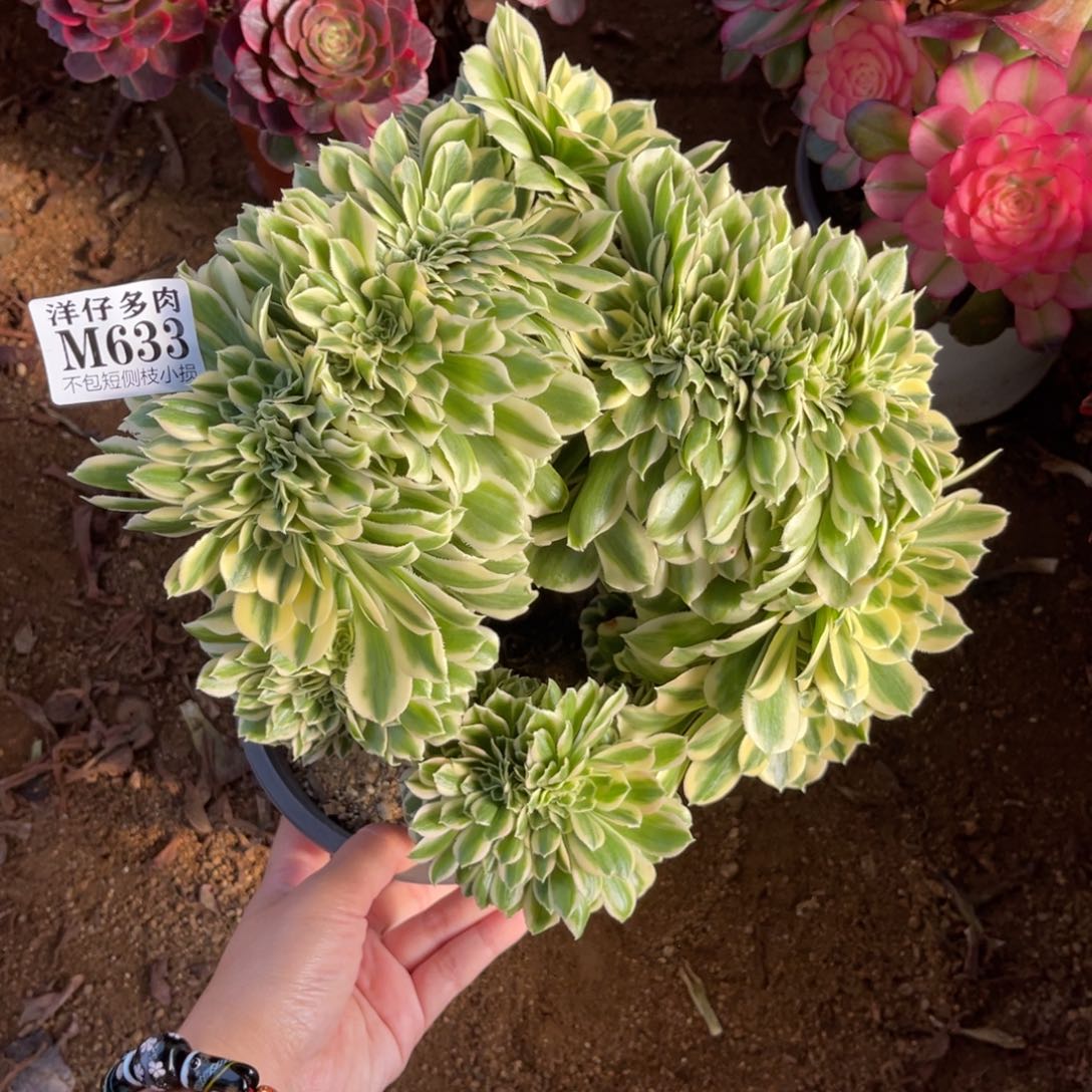 633迈巴赫缀 冠幅20左右